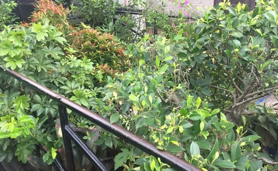 Jasa Tukang Taman Profesional