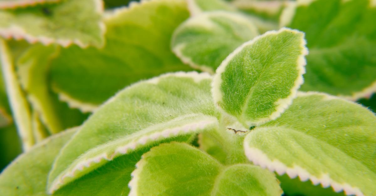 Close-up makro daun centella asiatica segar dengan tekstur berbulu halus berwarna hijau